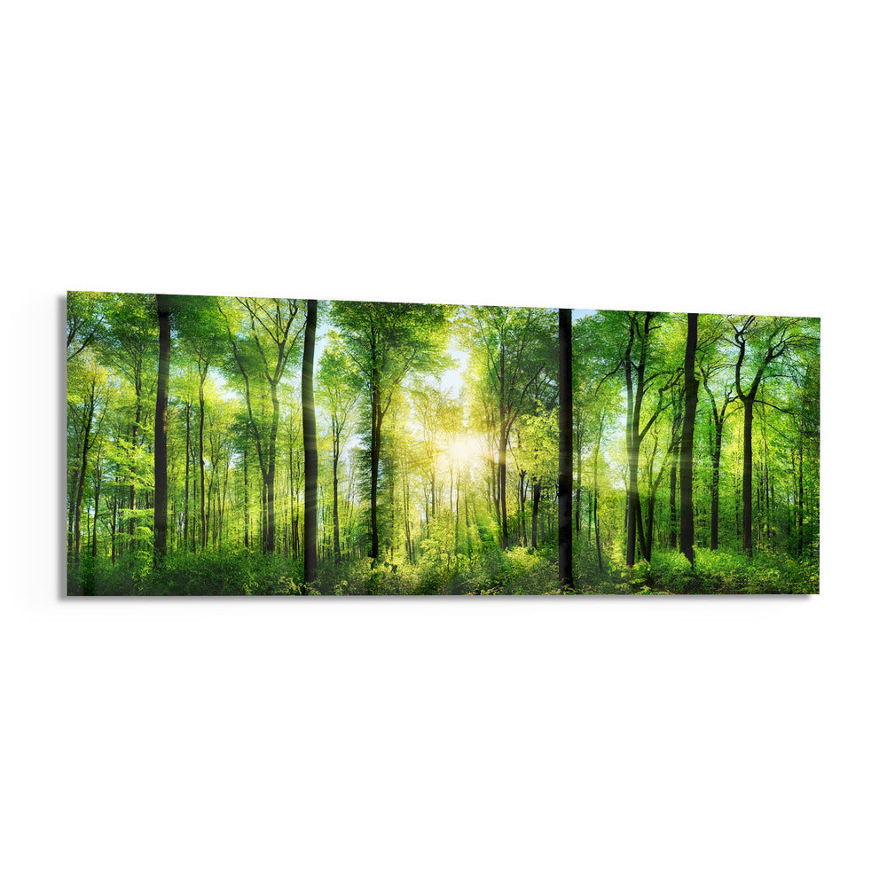 Sunburst Through Green Beech Forest Glass Wall Art lifestyle preview F