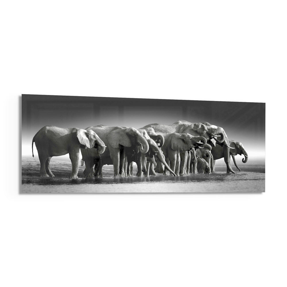 A herd of African elephants gathered at a waterline in soft black and white. panoramic glass wall art F