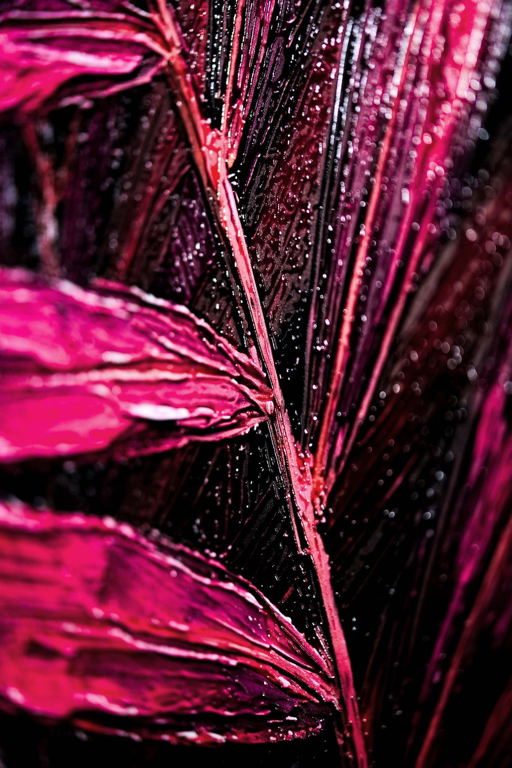 Magenta Midnight Frond — Un battito scolpito di velluto tropicale