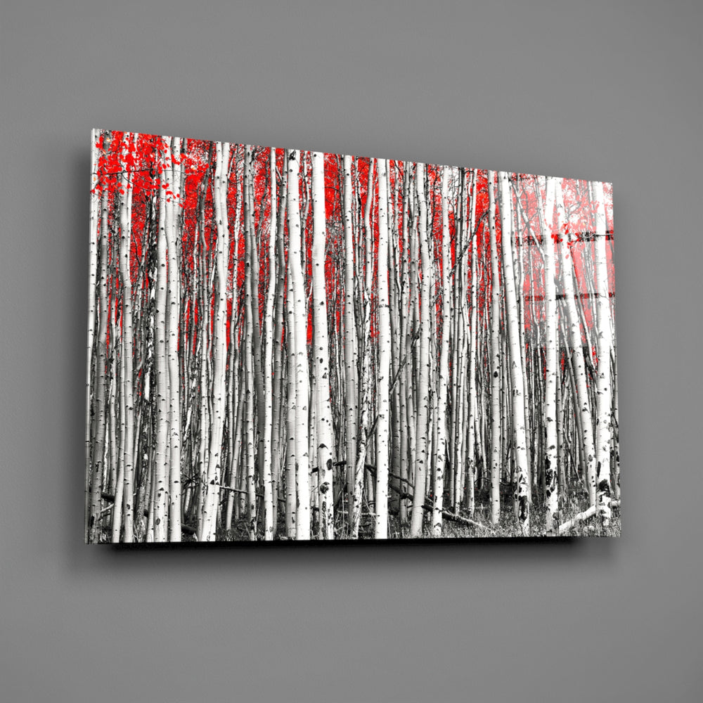 Close-up detail of birch trunks with red canopy selective color
