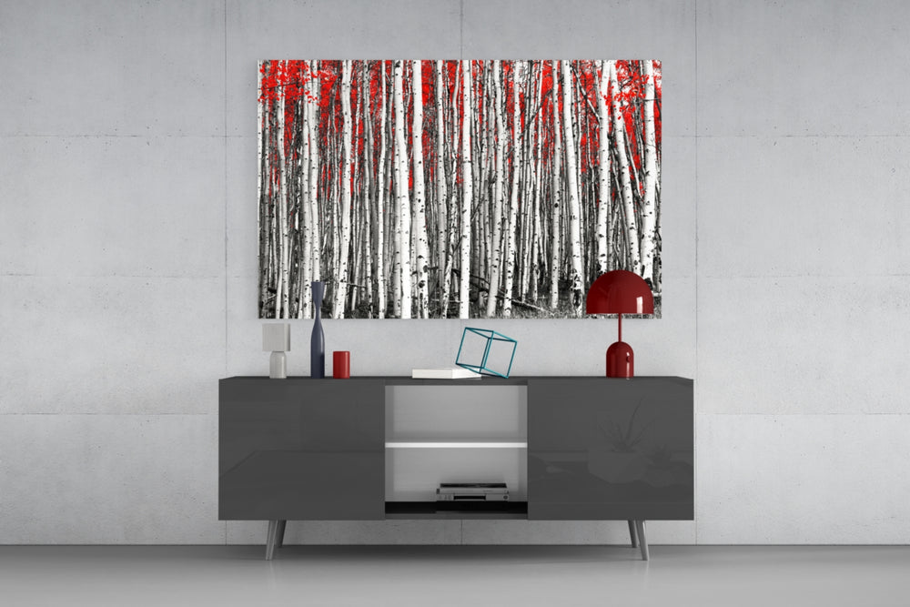 Fine art photography – dense grove of white birch trunks with striking red autumn canopy, selective color nature photography