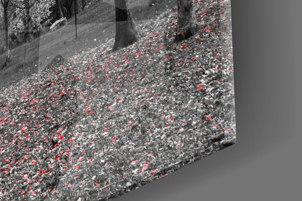 Red Tree panel catching daylight to reveal its selective color grove