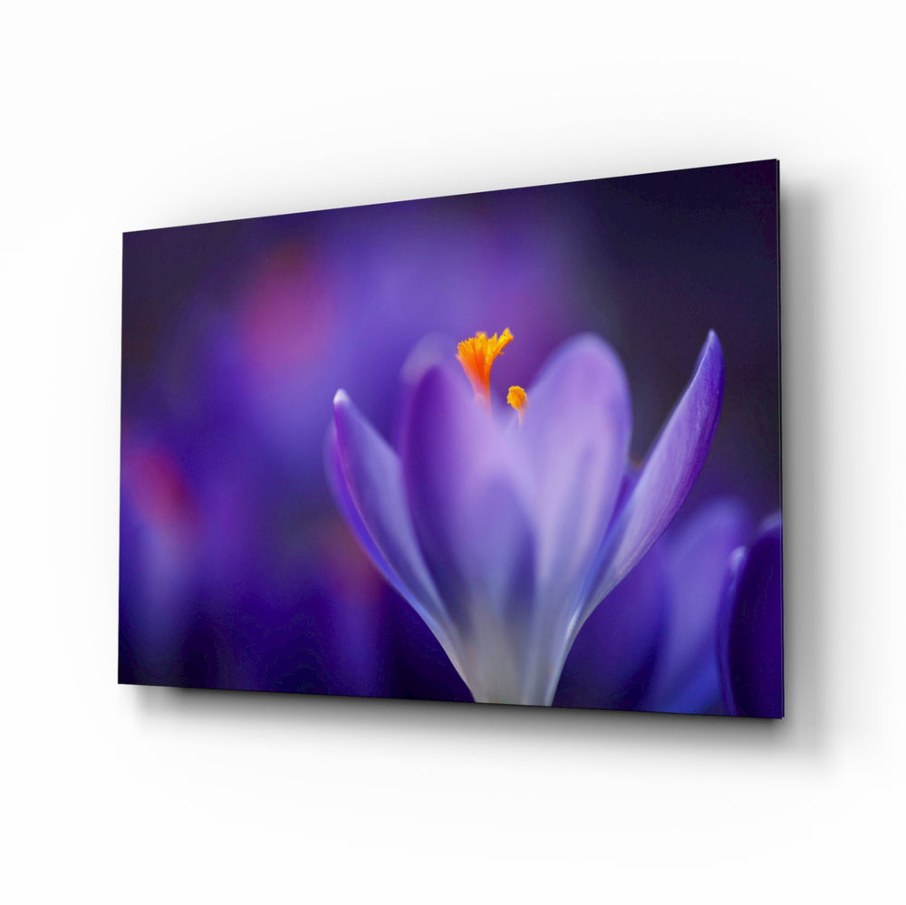 Macro crocus panel bringing spring softness to a contemporary living space