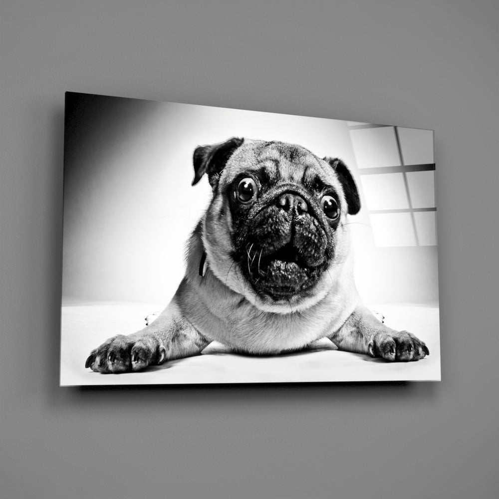 Close-up detail of the pug's wrinkled face and direct gaze in monochrome