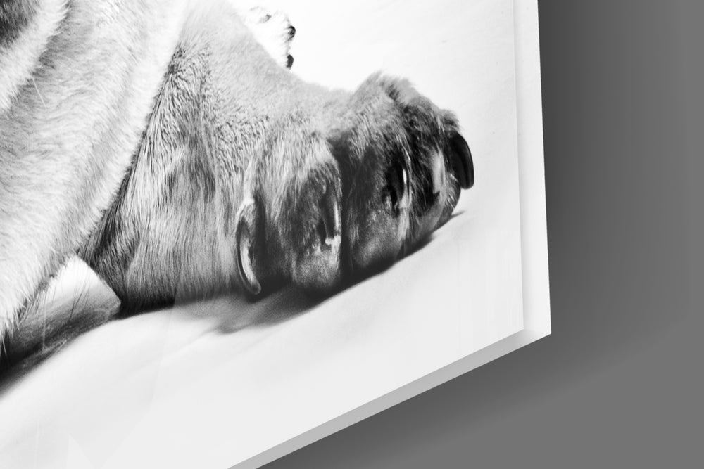 Pug panel catching side light to reveal its photographic detail