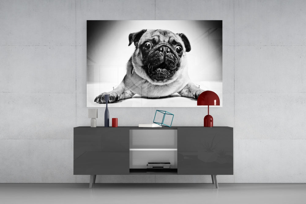 Fine art black and white photography – charming pug dog in close-up portrait, lying with paws forward and looking straight at viewer