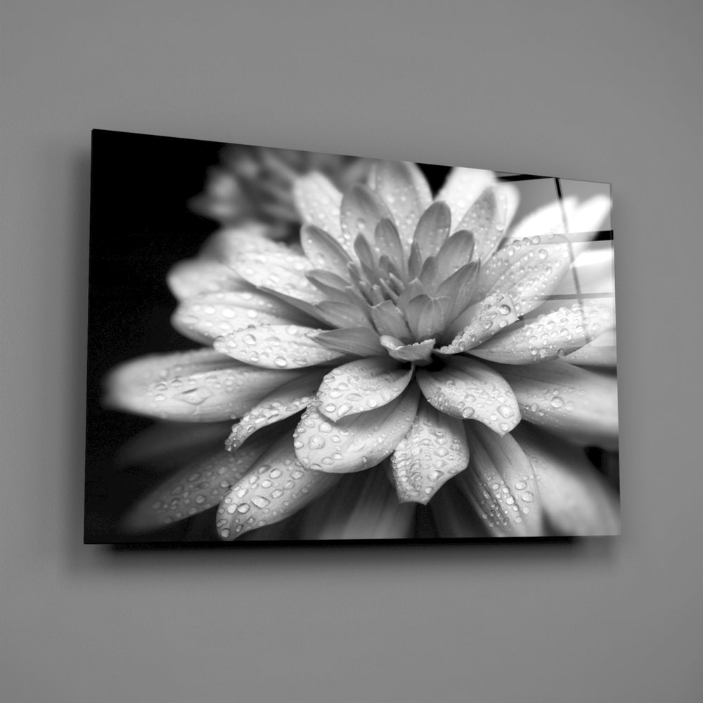 Close-up detail of dahlia petals with water droplets in monochrome