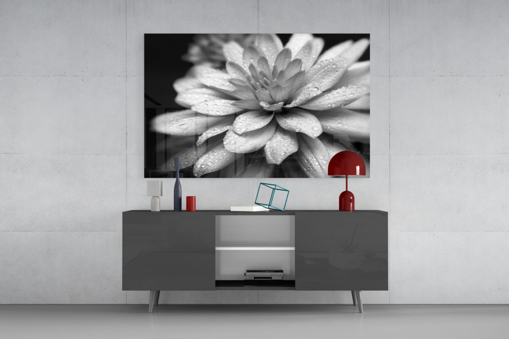 Fine art macro photography – dahlia flower in full bloom with every petal covered in crystal-clear water droplets, monochrome contrast
