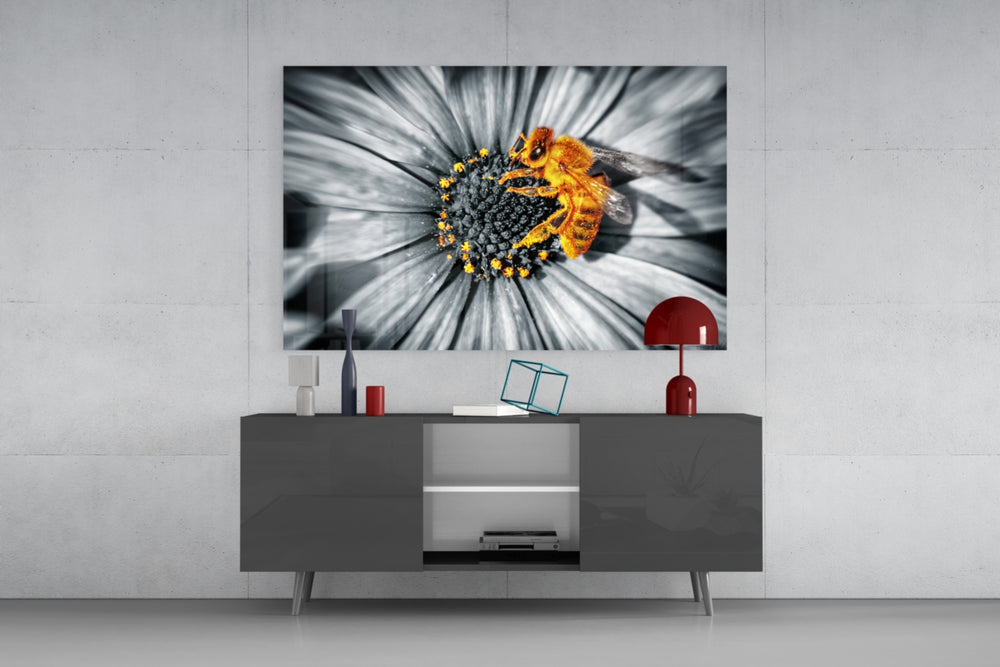 Fine art selective color photography – golden honey bee on daisy floret, black and white background with warm amber insect detail