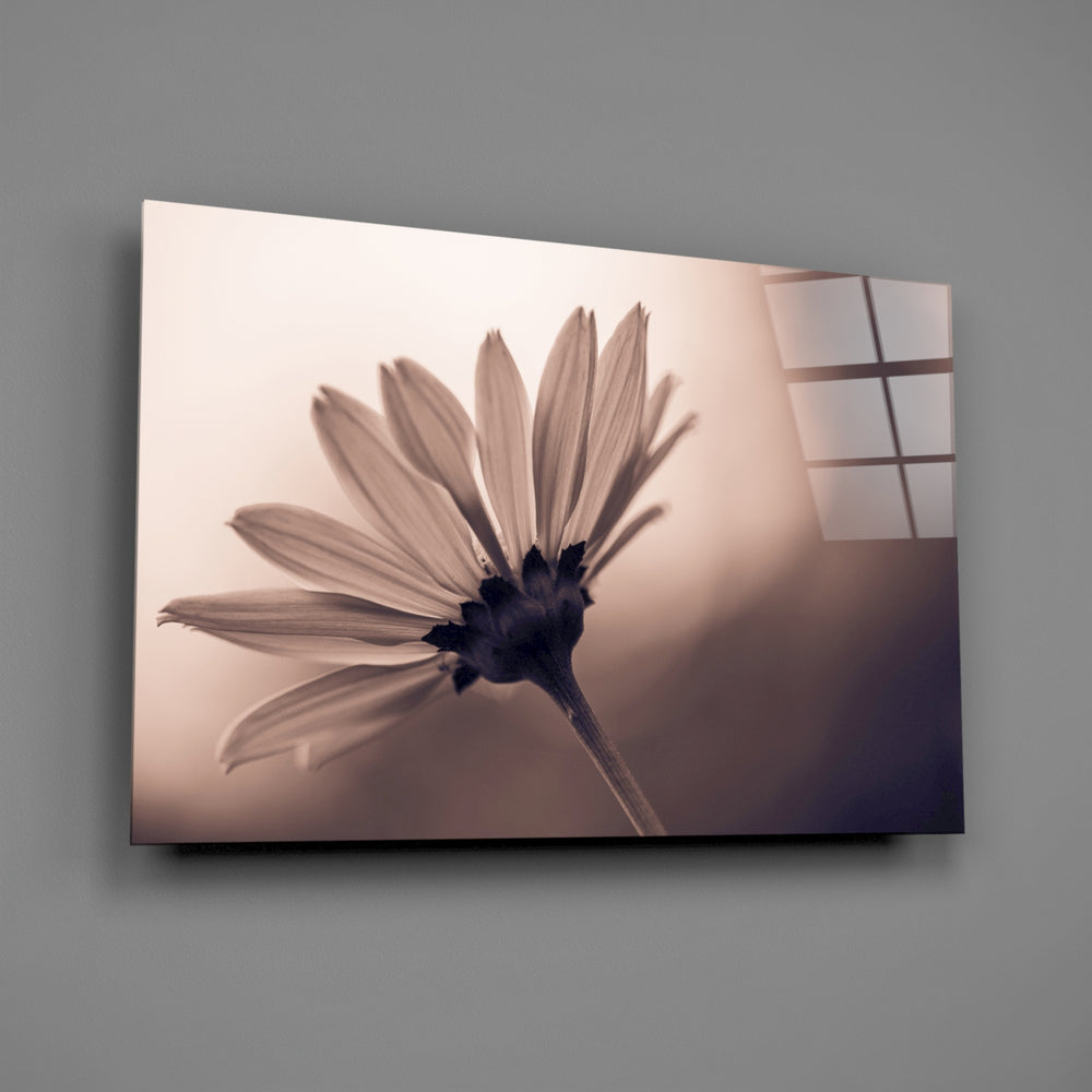 Close-up detail of the backlit translucent daisy petals