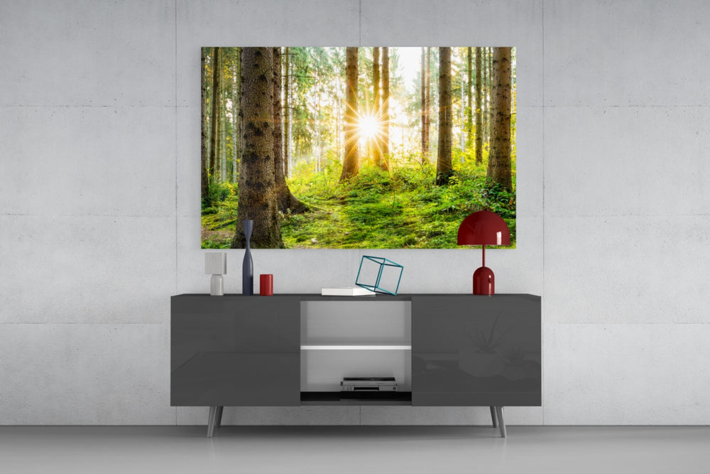 Fine art photography – warm golden sunbeams penetrating tall forest with straight tree trunks, light illuminating green undergrowth and mossy floor