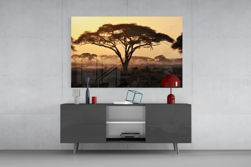Tree panel catching warm light to reveal its amber haze