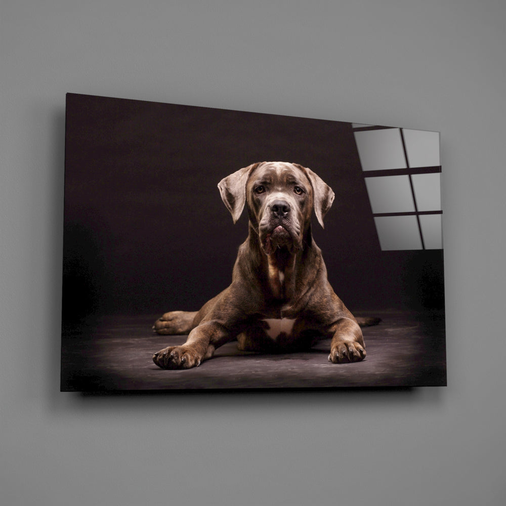 Cane Corso portrait bringing quiet authority to a contemporary living space