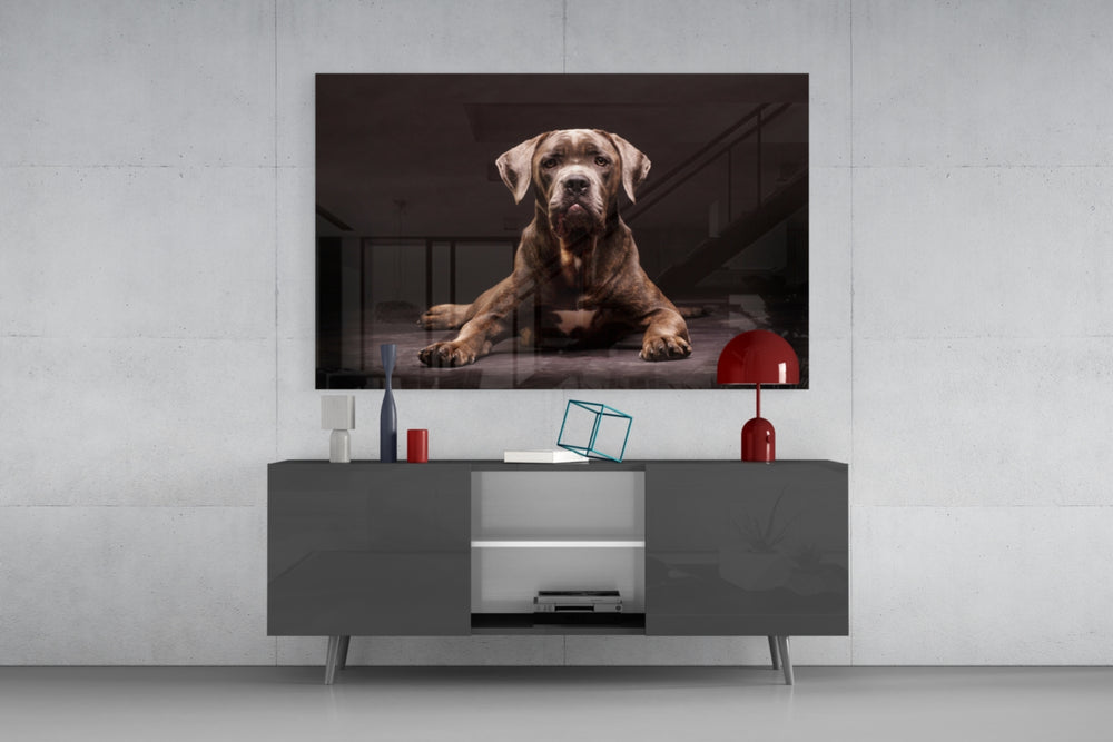 Dog panel catching warm light to reveal its tonal coat