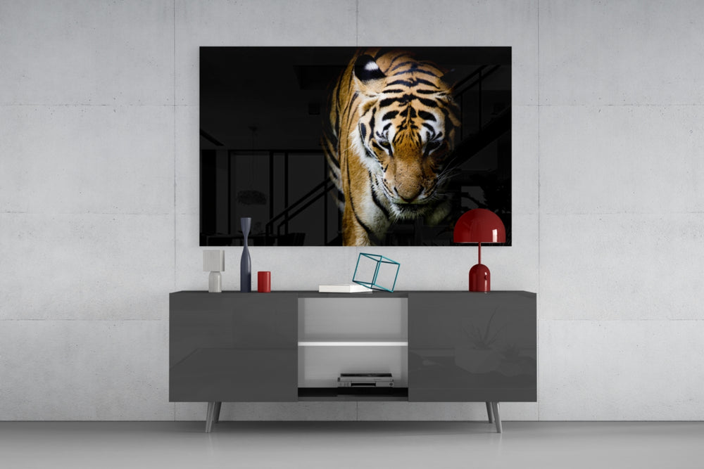 Tiger panel catching low light to reveal its chiaroscuro stride