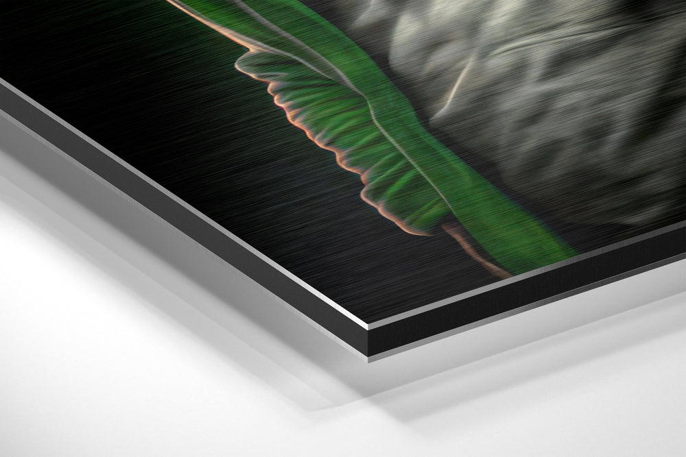Anger of the Ape Brushed Aluminum Dibond Wall Art.
