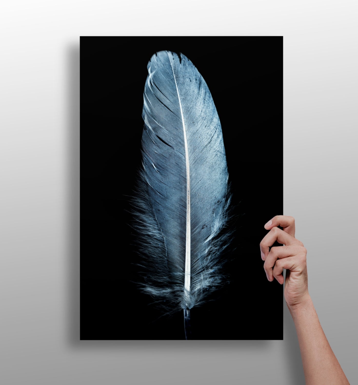 Blue Feather Aluminum Print.