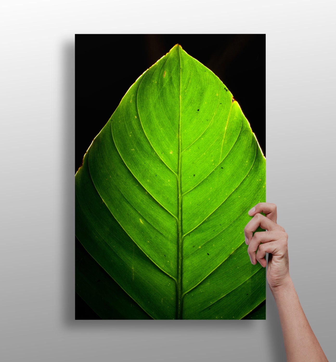 Green Leaf Aluminum Print.
