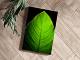 Green Leaf Aluminum Print.