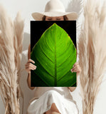 Green Leaf Aluminum Print.