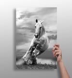 Running Horse Aluminum Print.