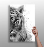 Tiger Aluminum Print.
