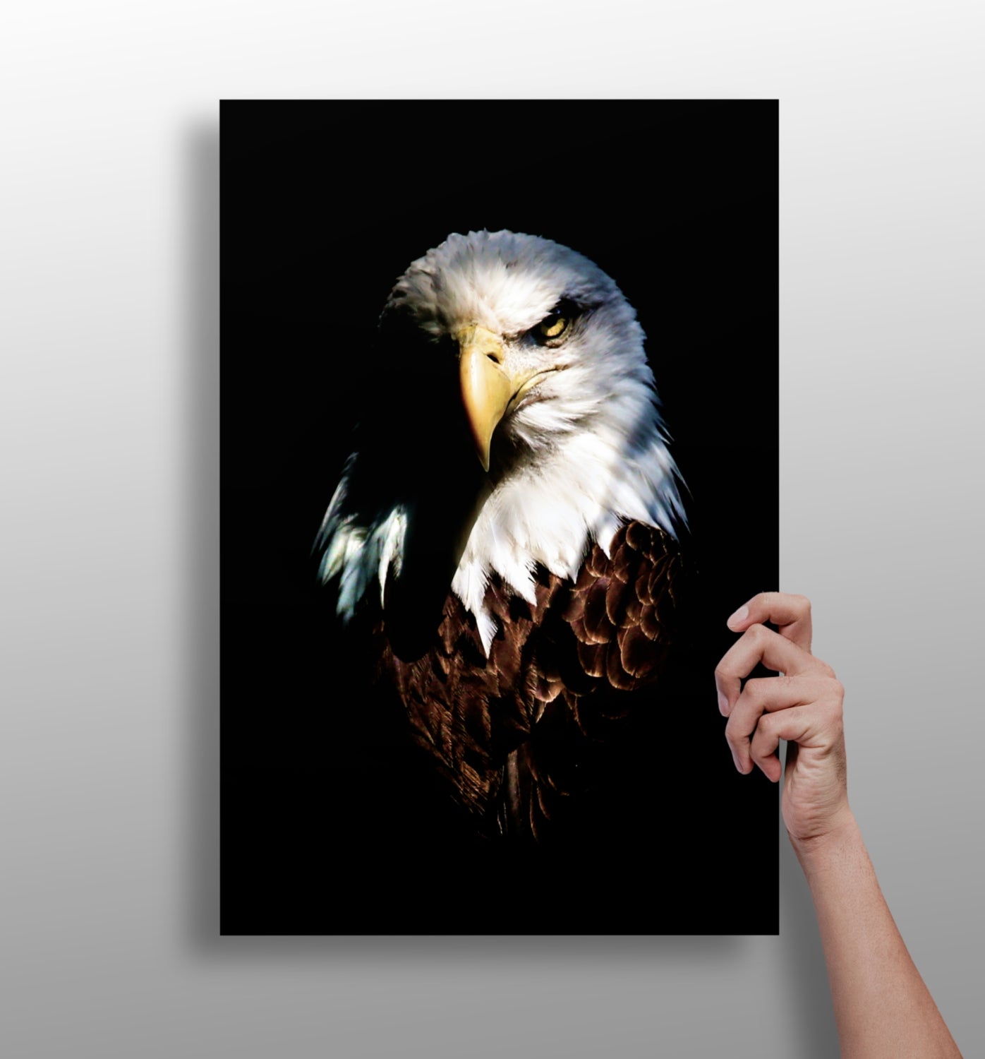 Eagle Aluminum Print.