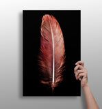 Red Feather Aluminum Print.