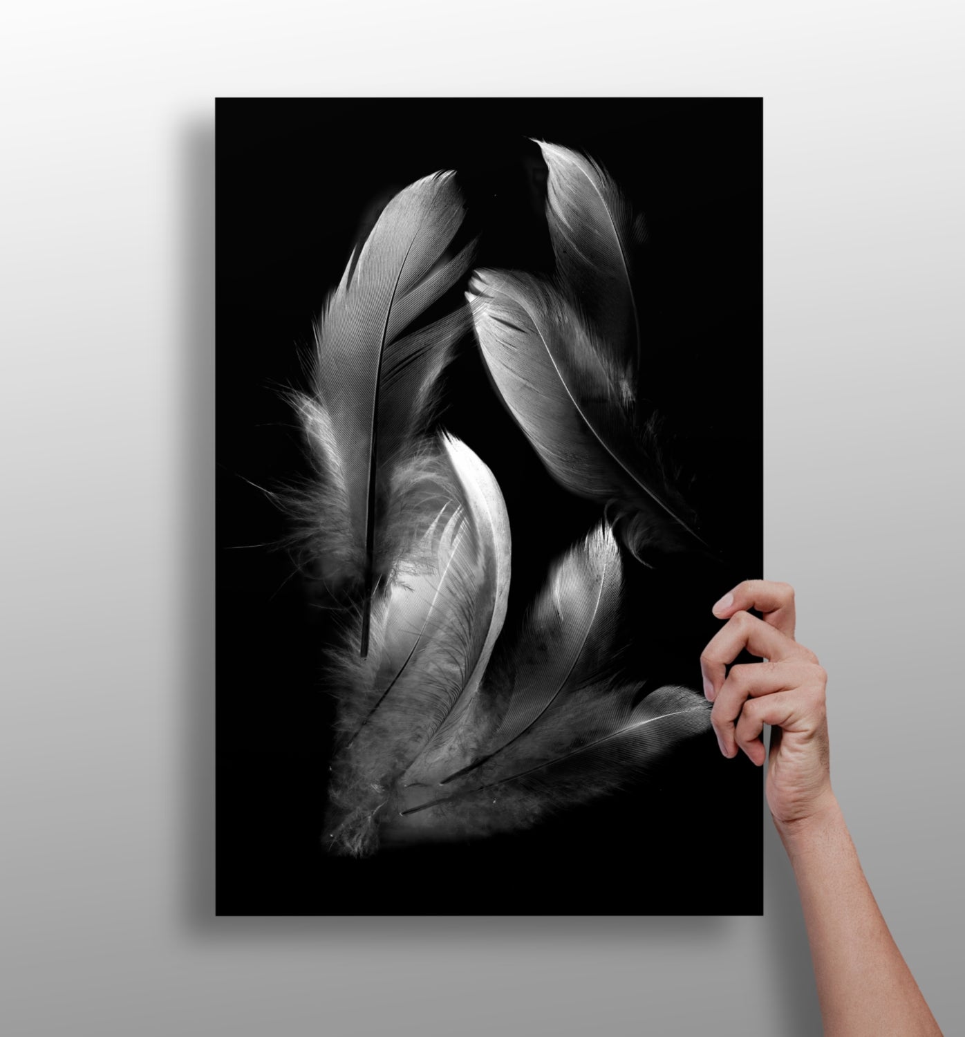 Feathers Aluminum Print.
