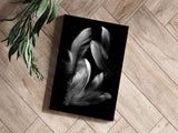 Feathers Aluminum Print.