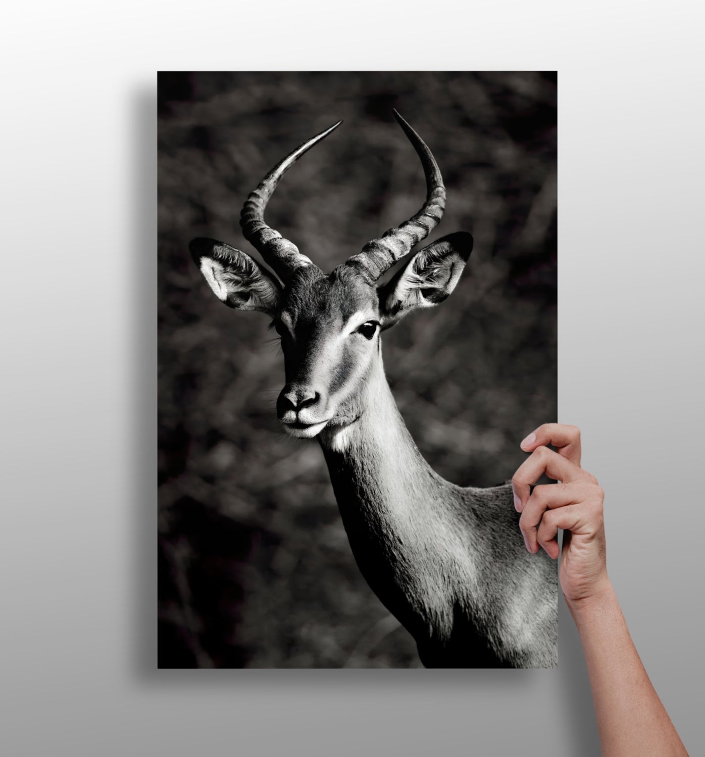 Antilope Aluminum Print.