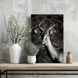 Antilope Aluminum Print.
