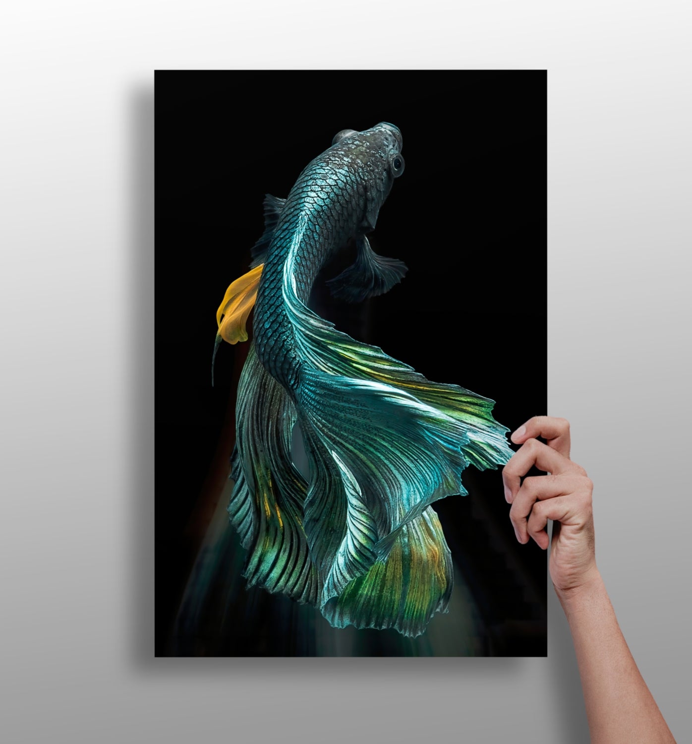 Koi Fish Aluminum Print.