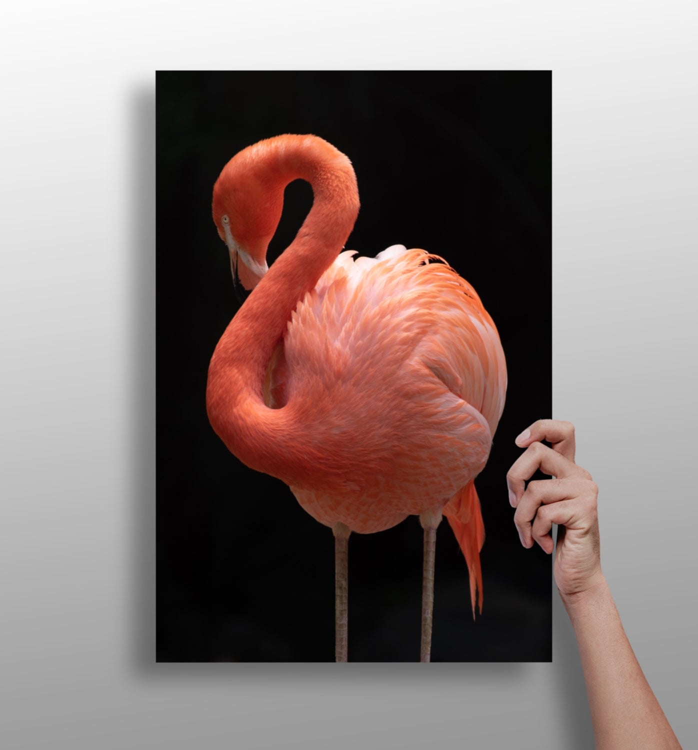 Flamingo Aluminum Print.