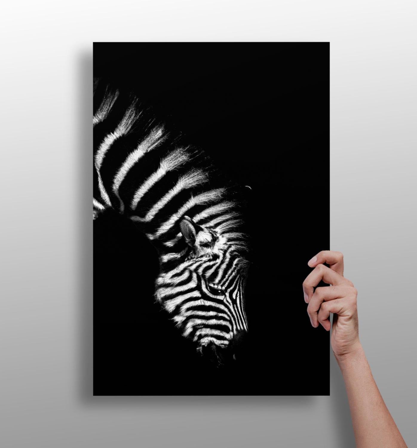 Zebra Aluminum Print.