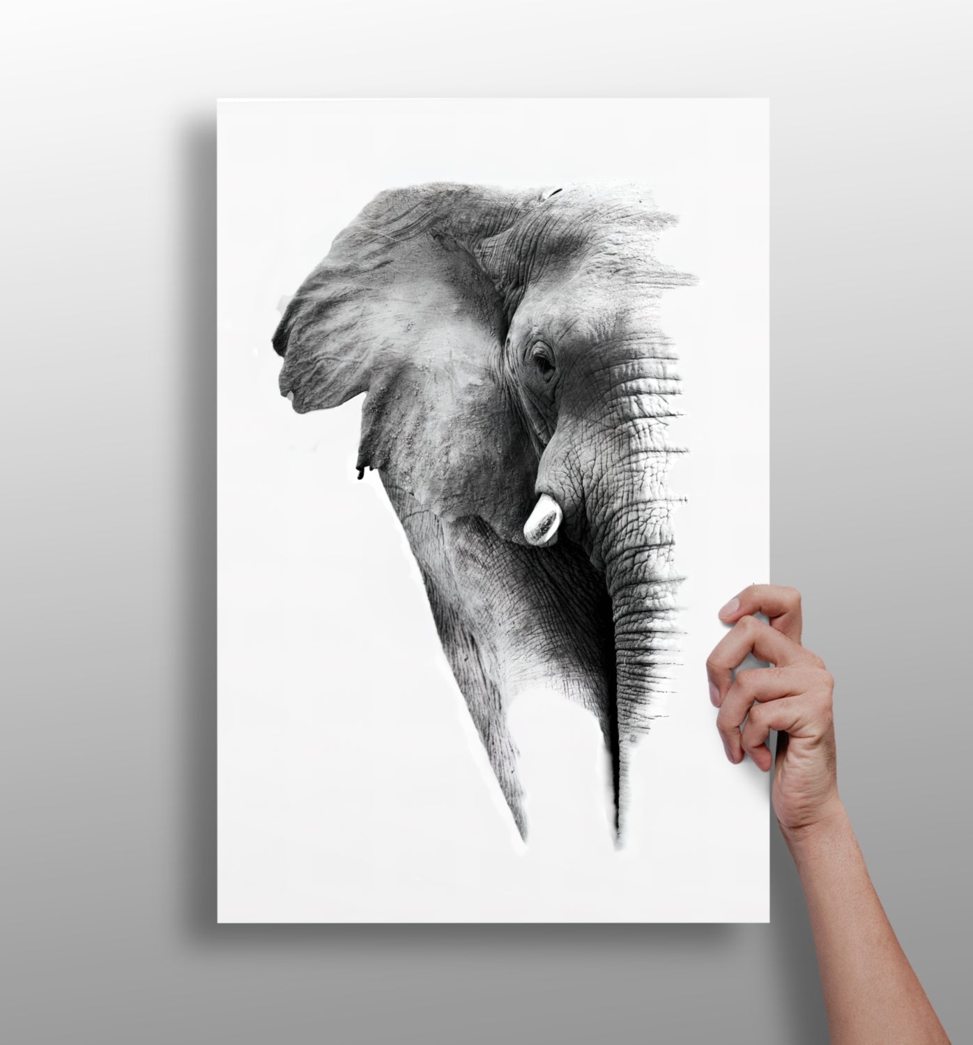 Elephant Aluminum Print.