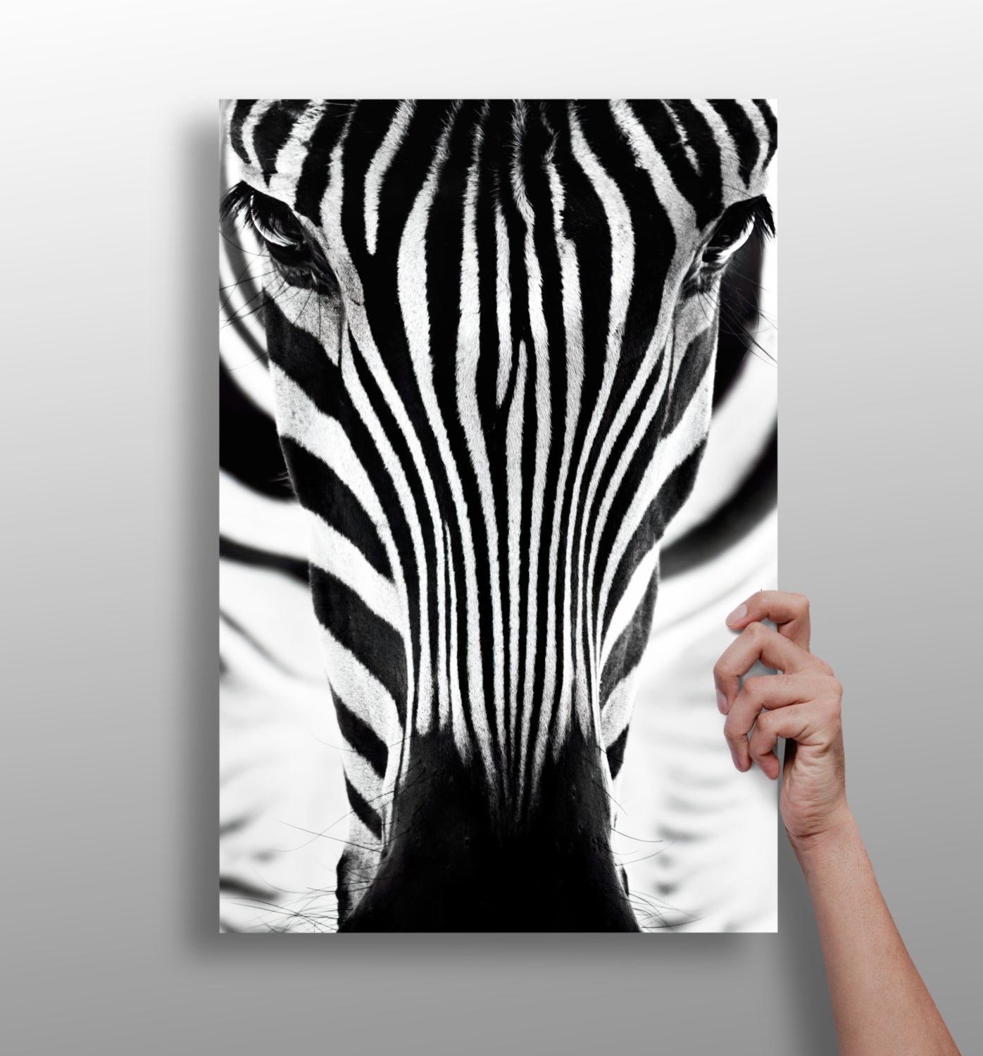 Zebra Portrait Aluminum Print.