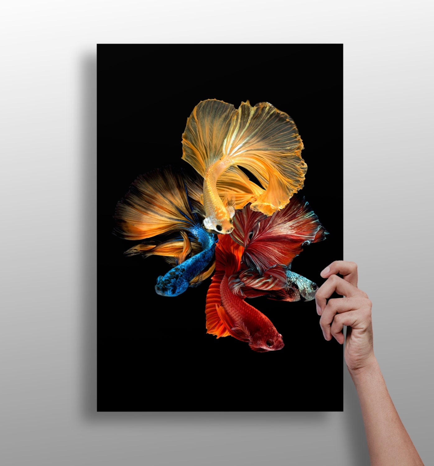 Betta Fishes Aluminum Print.