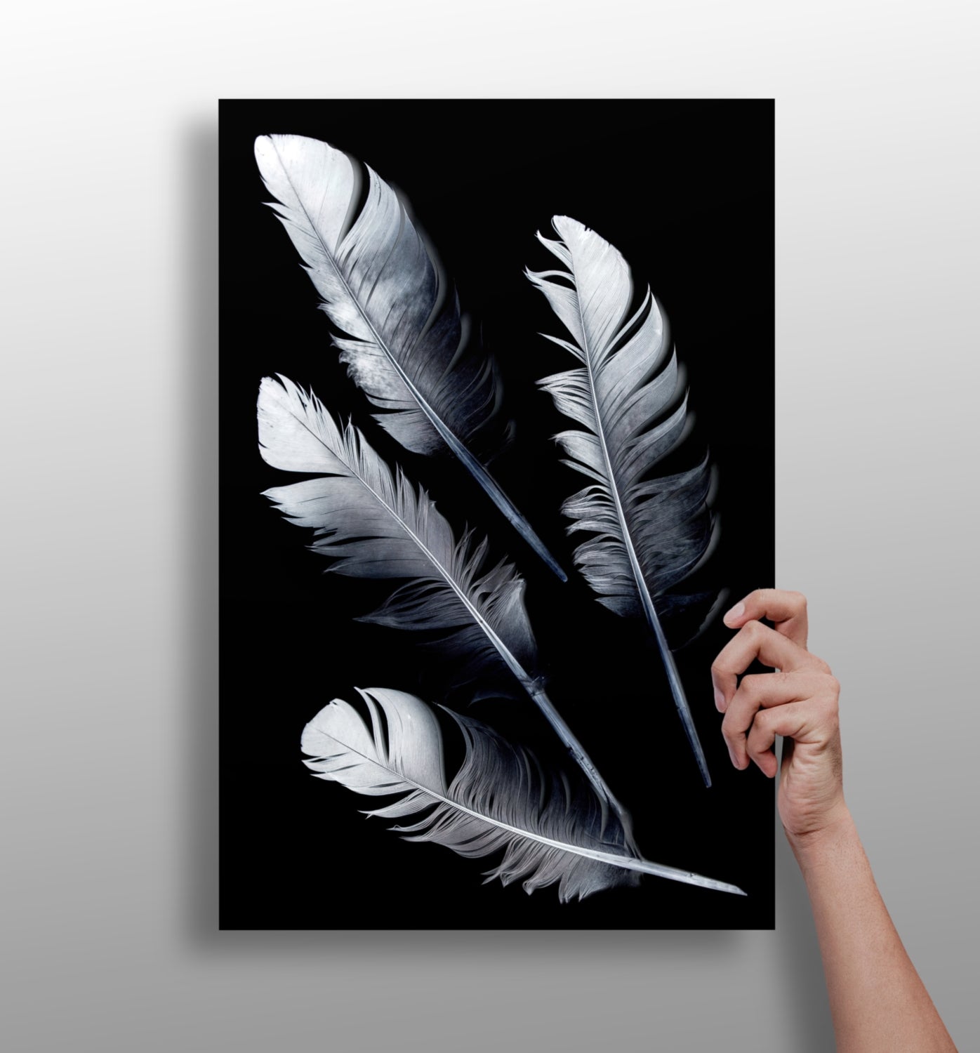 Feathers Aluminum Print.