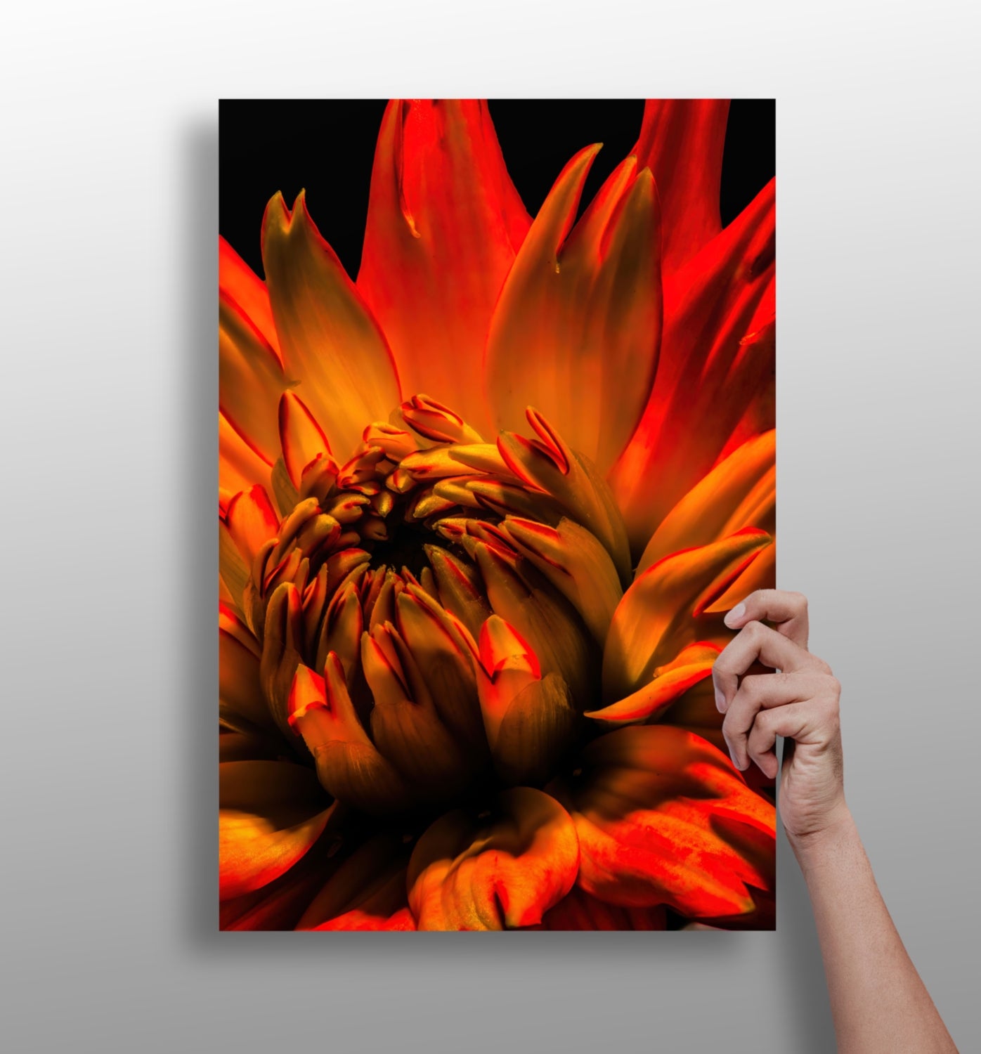 Elderflower Aluminum Print.