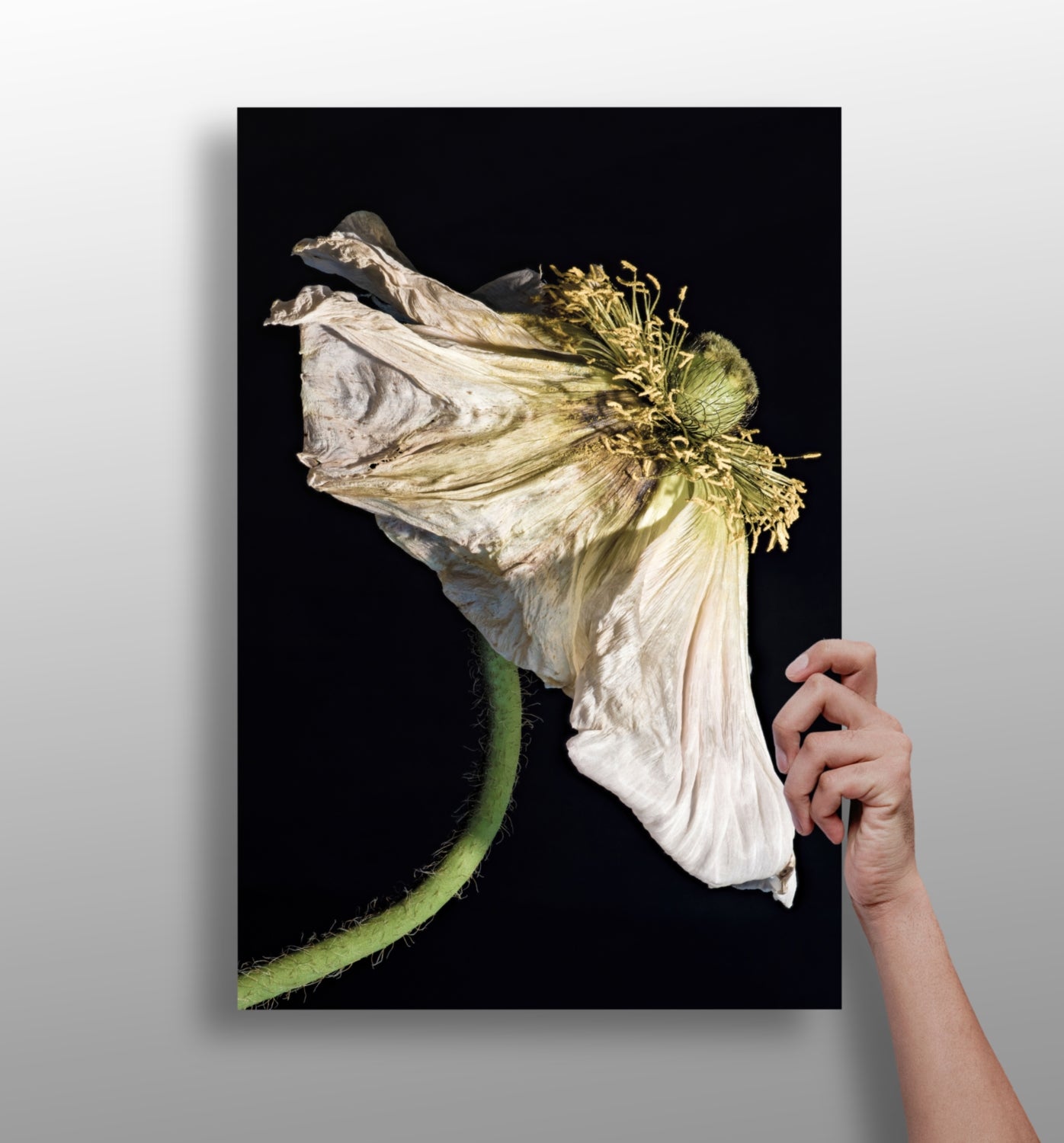 Flower Aluminum Print.