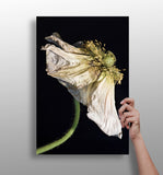 Flower Aluminum Print.