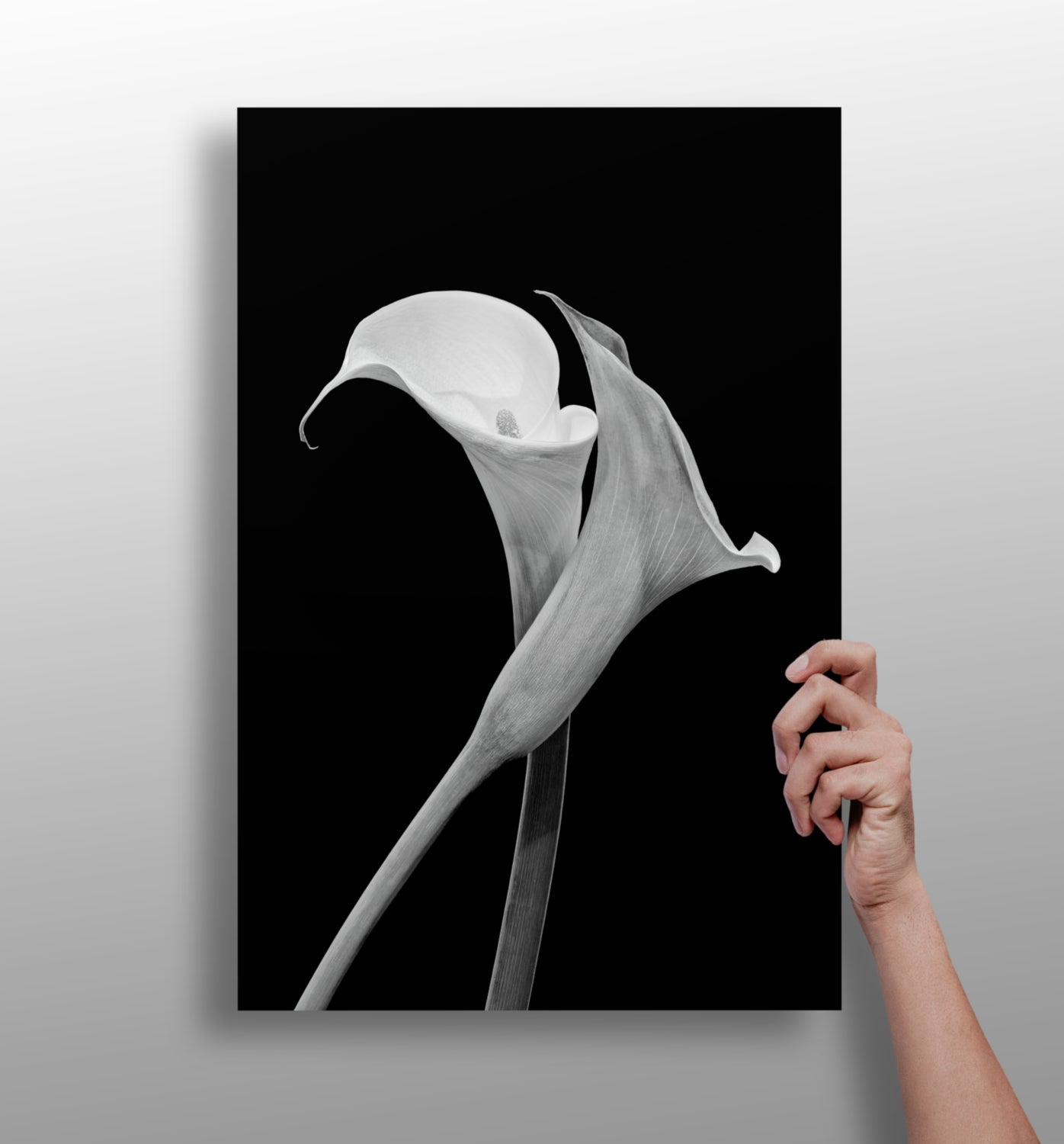 Lilly Flower Aluminum Print.