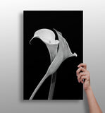 Lilly Flower Aluminum Print.