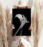 Lilly Flower Aluminum Print.