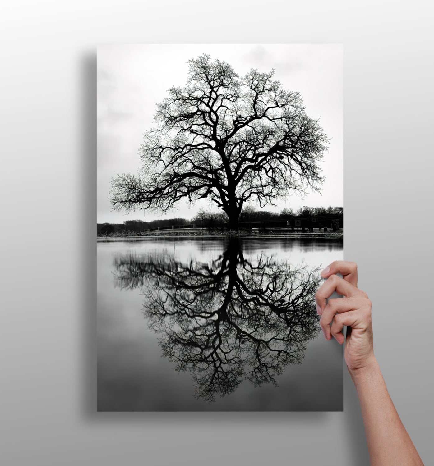 Alone Tree Aluminum Print.