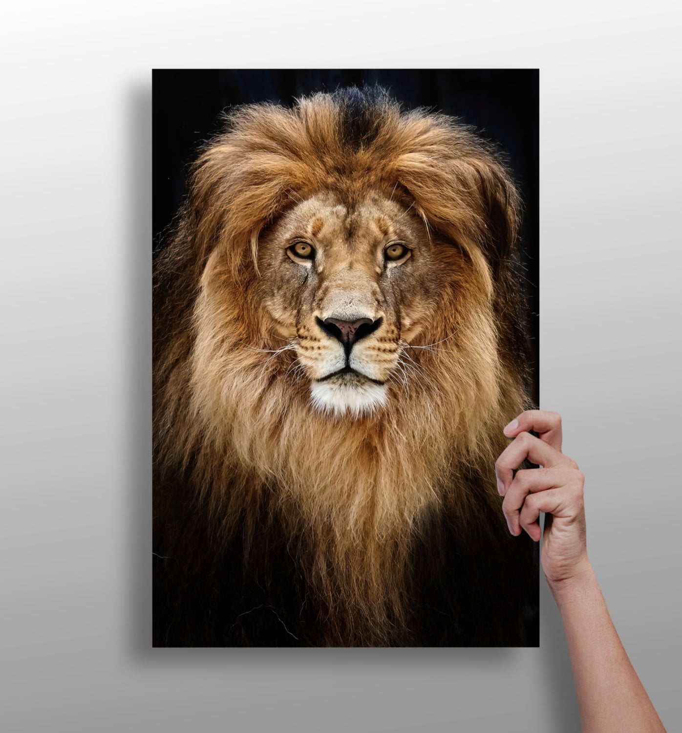 Lion Aluminum Print.