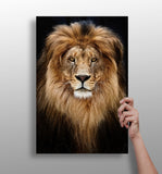 Lion Aluminum Print.