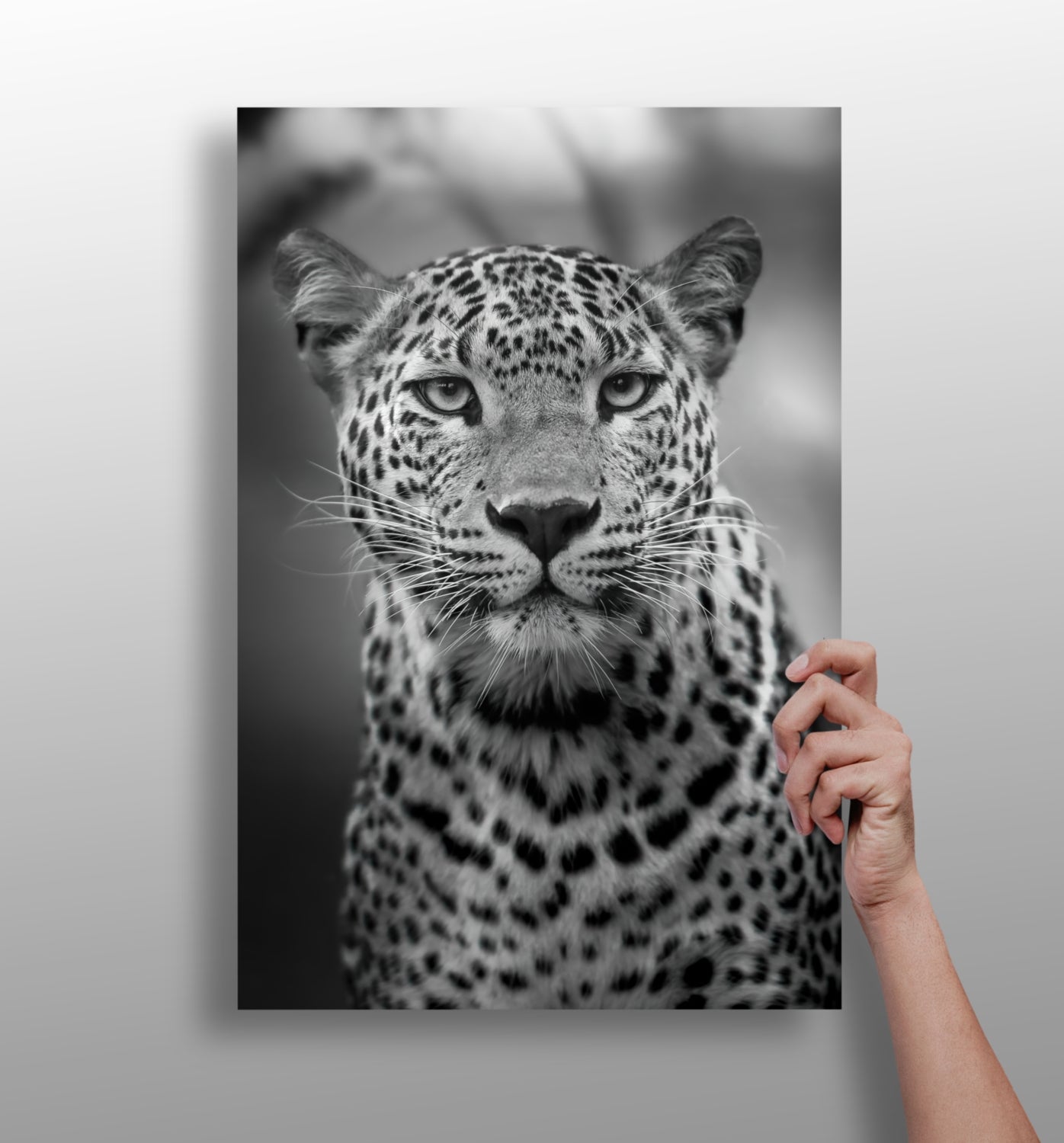 Leopard Aluminum Print.