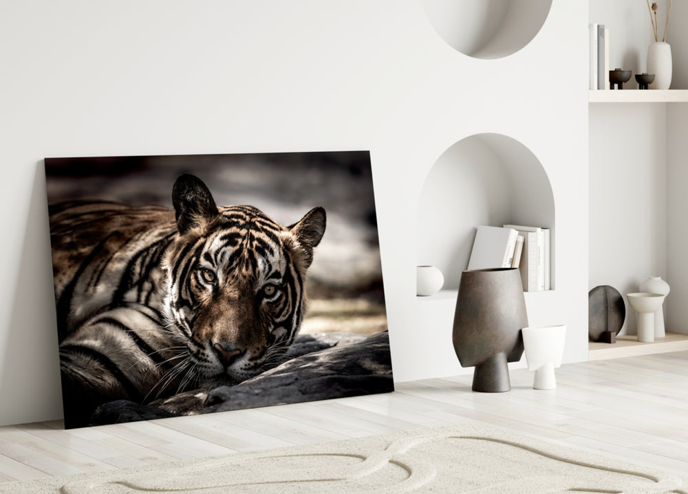 Resting Tiger glass wall art styled above a desk in a man's office